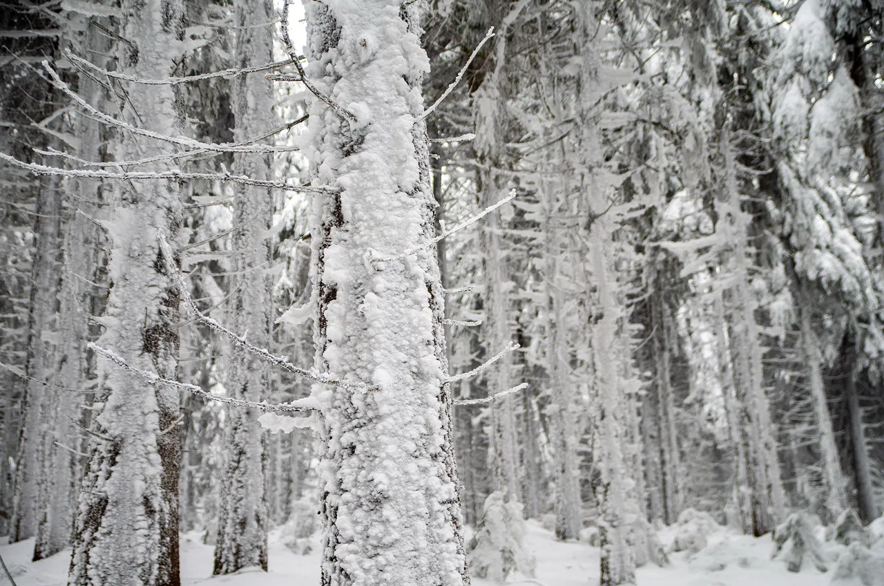 IMGP5251c.jpg