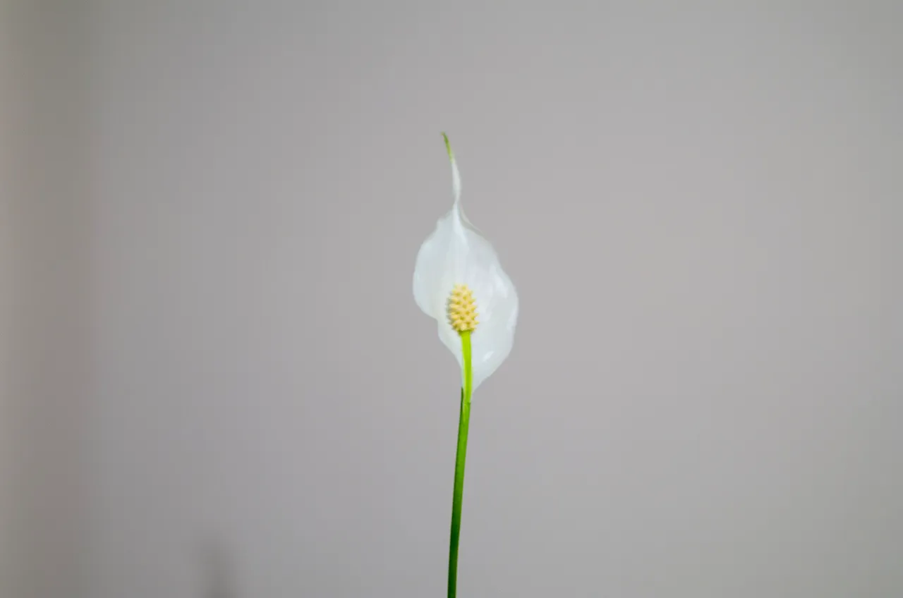 IMGP5471c.jpg