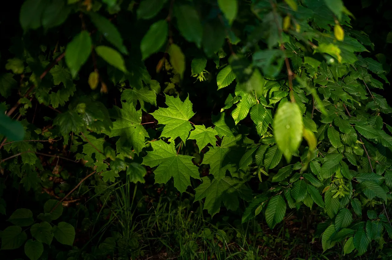 IMGP6359c.jpg