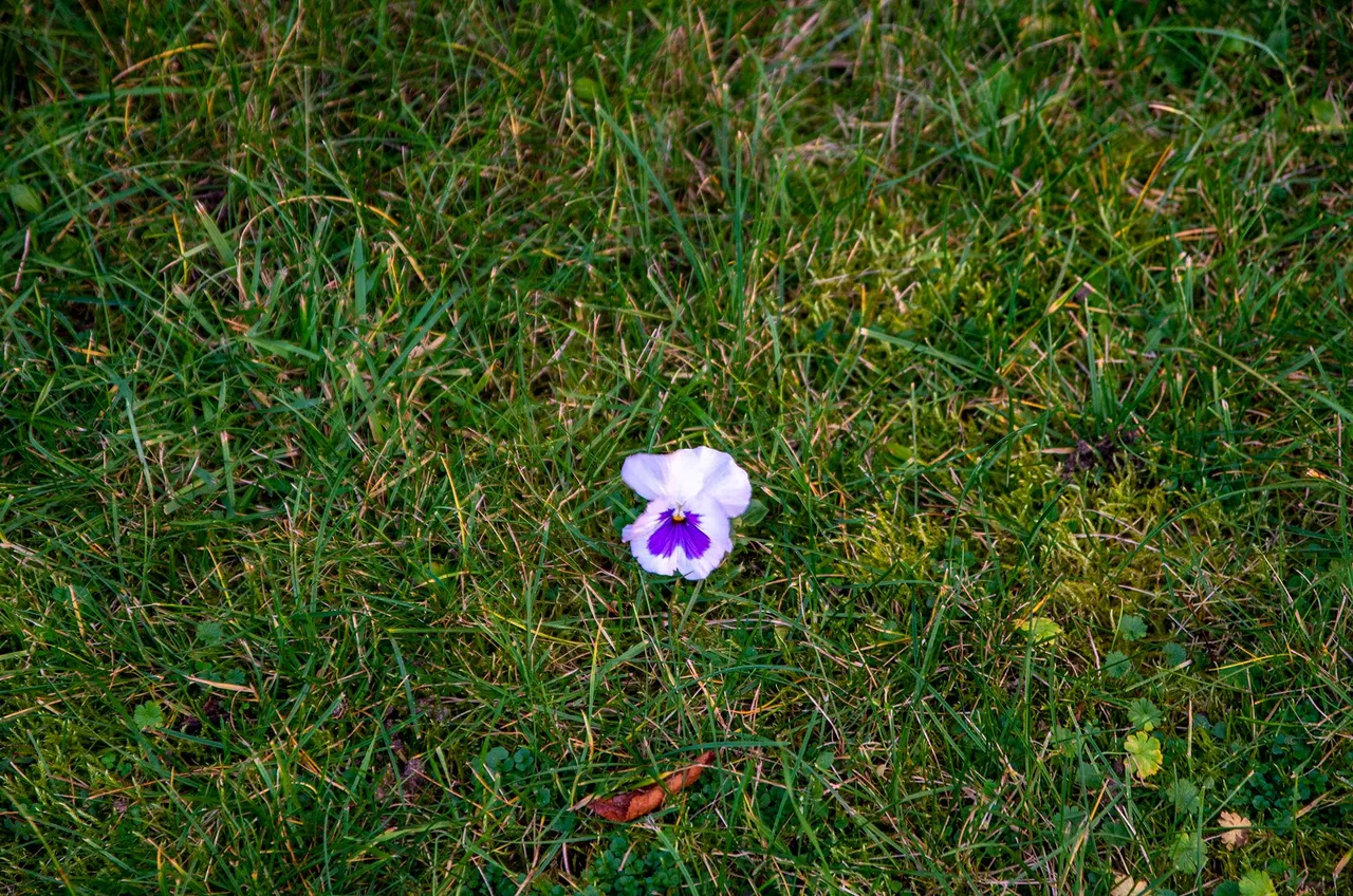 IMGP4981c.jpg