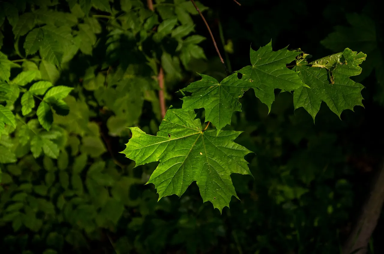 IMGP6361c.jpg