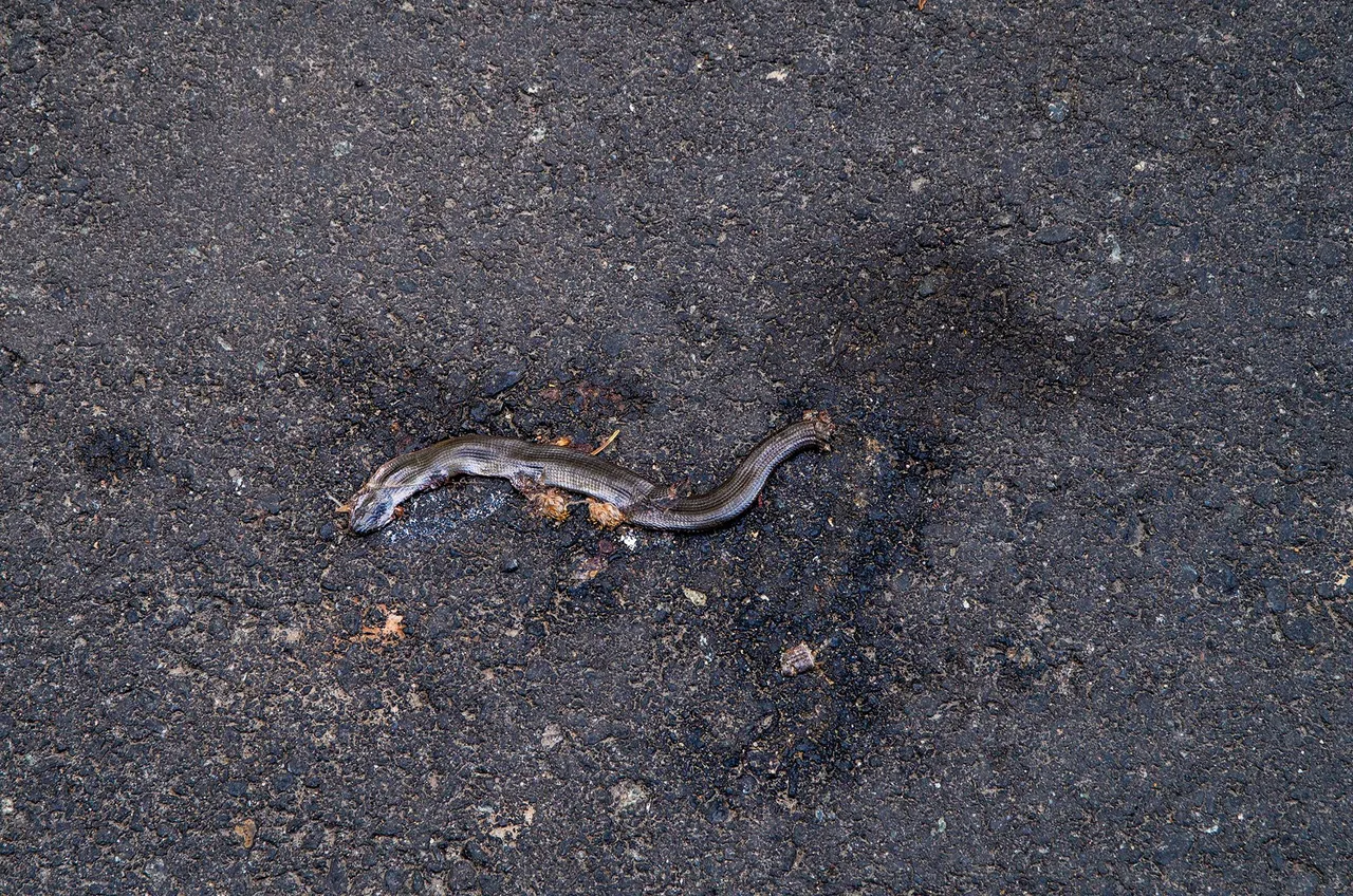 IMGP2295c.jpg