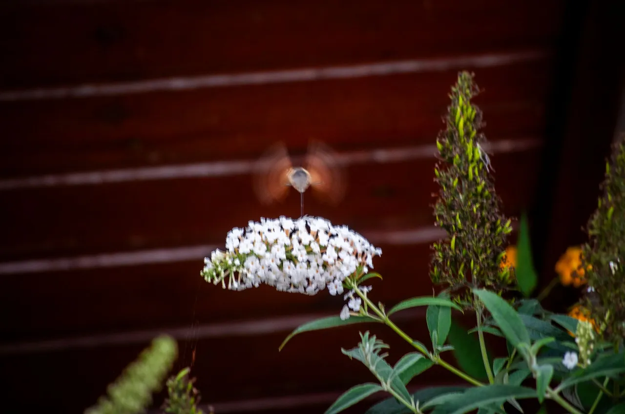 IMGP7587c.jpg