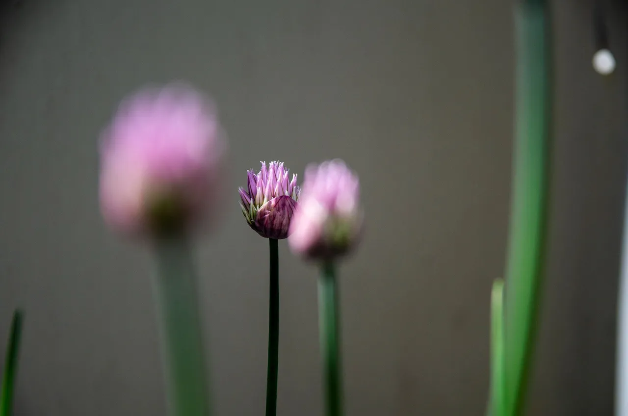 IMGP6366c.jpg