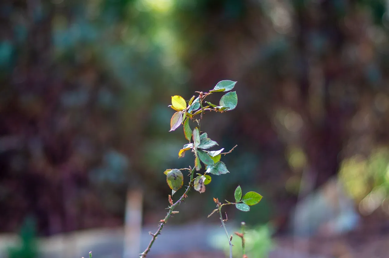 IMGP5457-2c.jpg