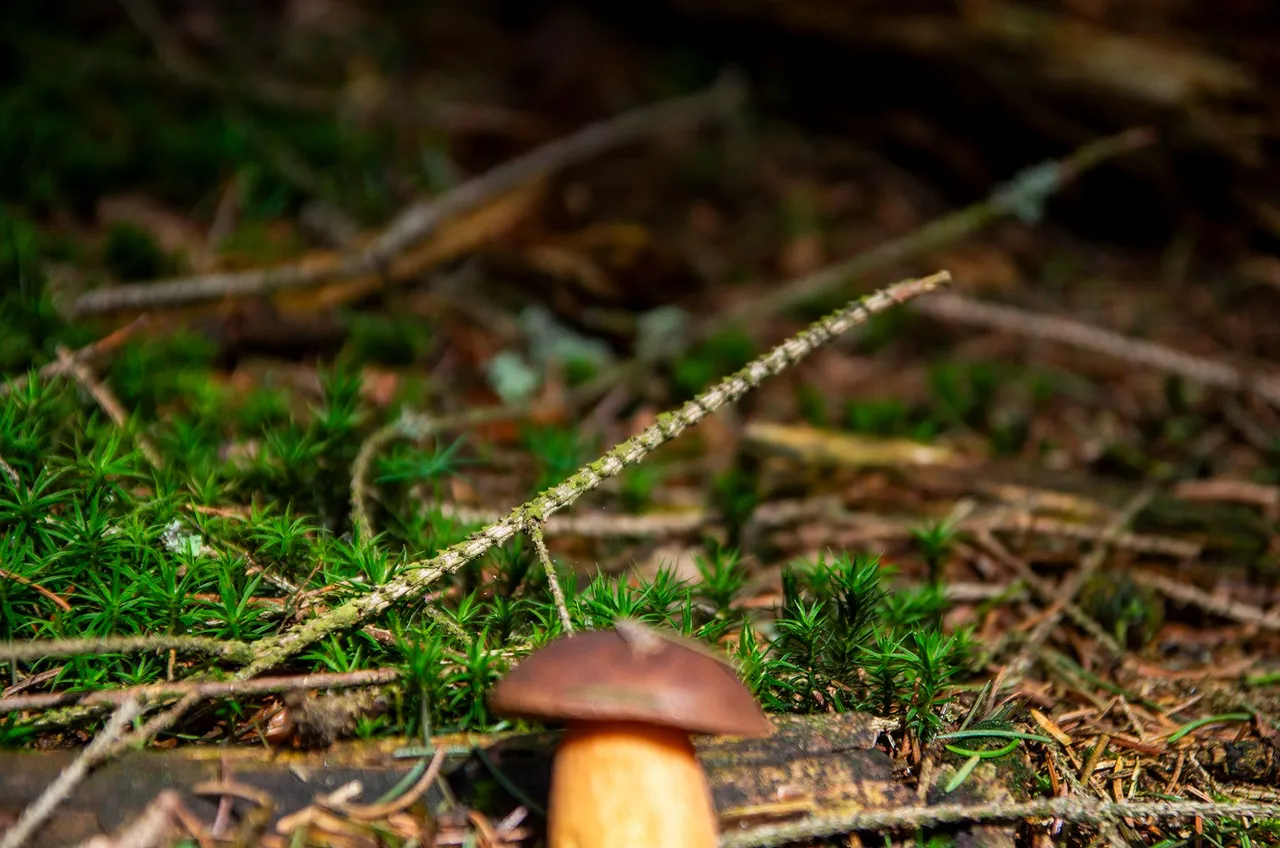 IMGP7383c.jpg