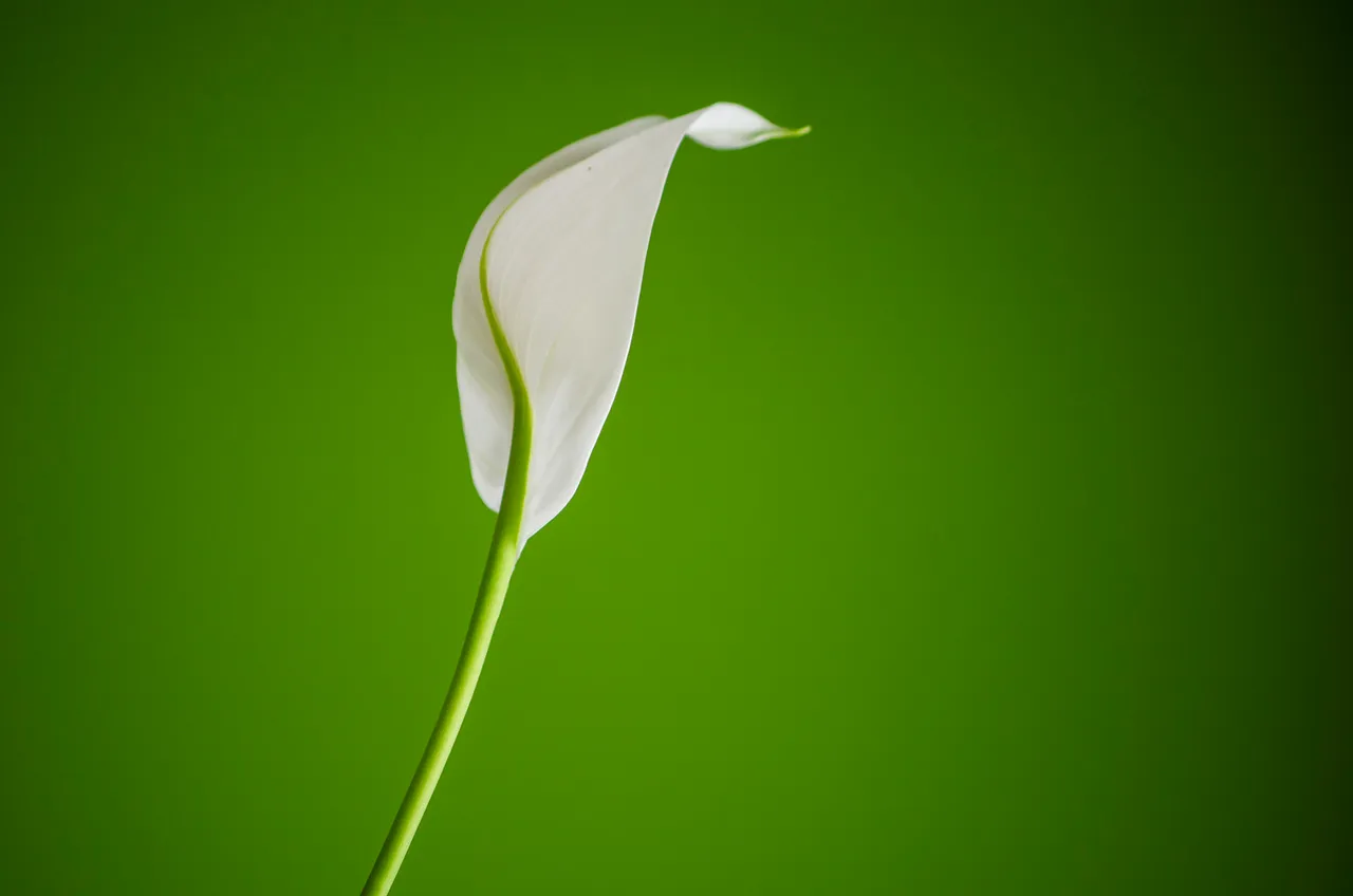 IMGP7661c.jpg
