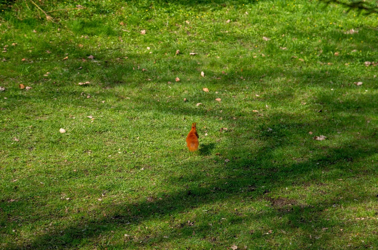 IMGP7481c.jpg