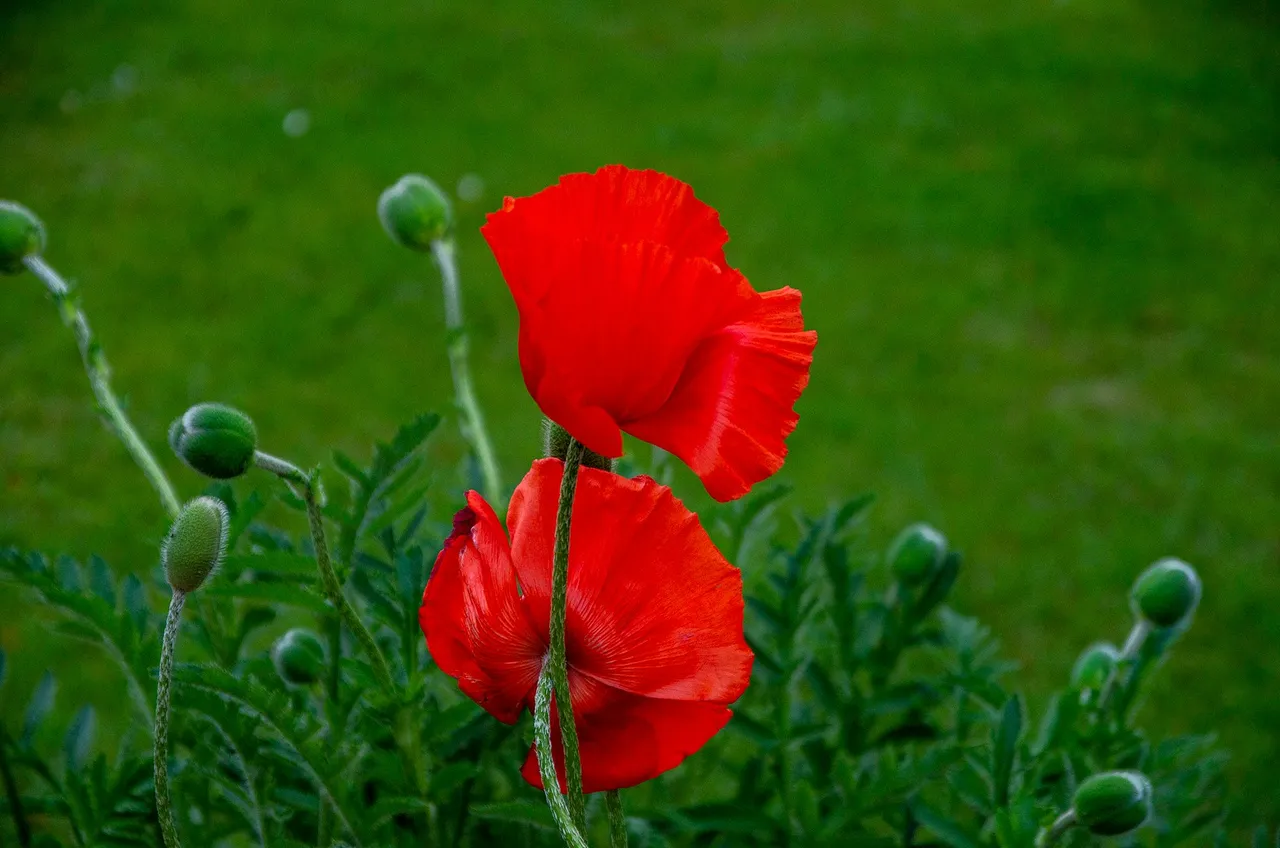 IMGP6337c.jpg