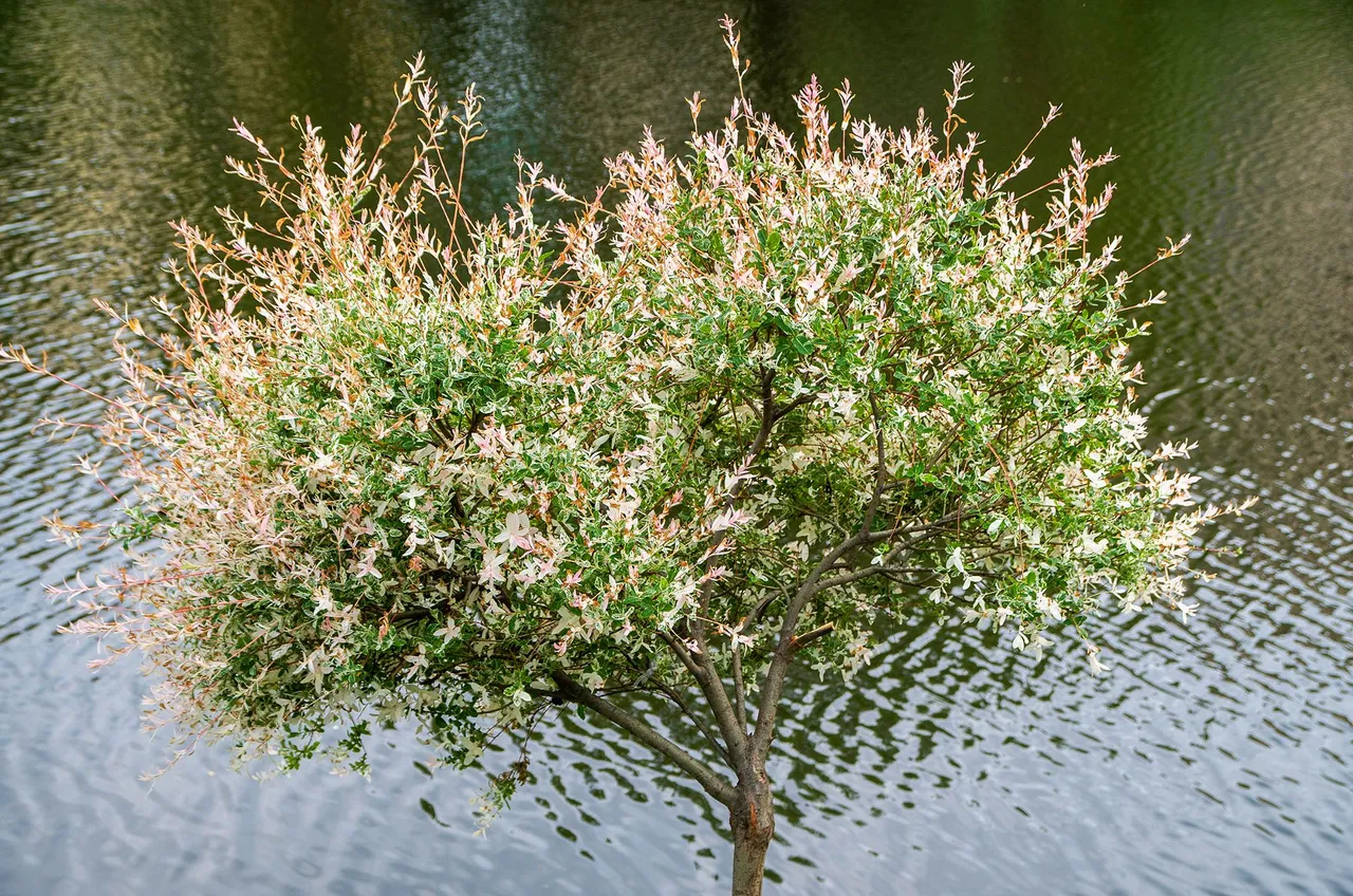 IMGP2411c.jpg