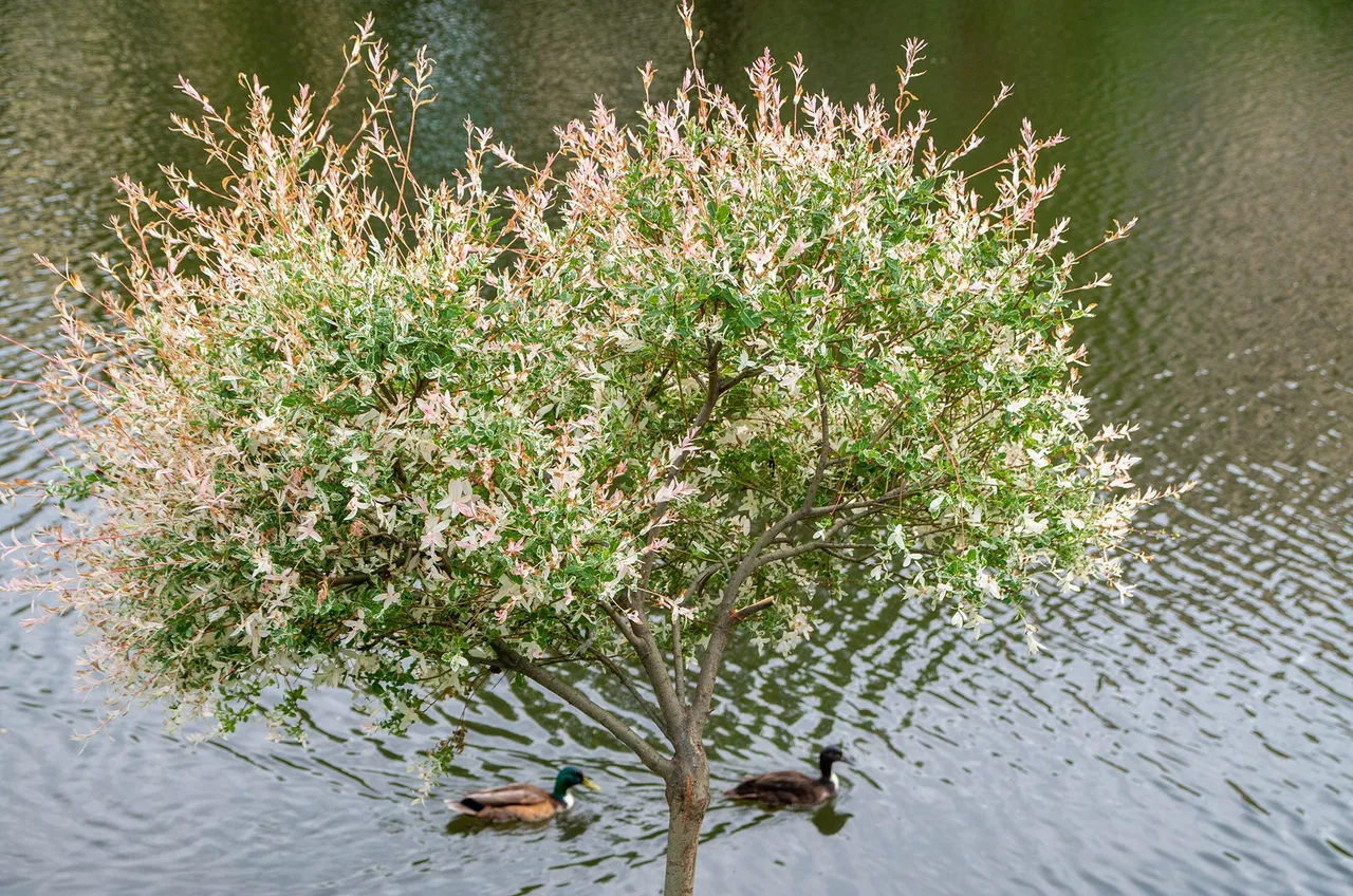 IMGP2413c.jpg