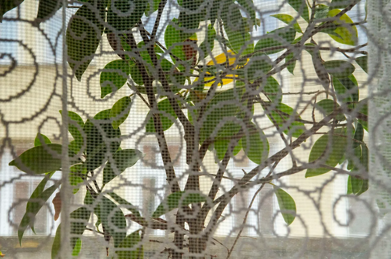 IMGP9545c.jpg