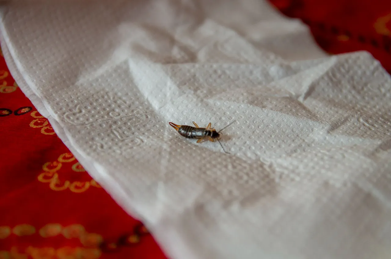 IMGP8893c.jpg