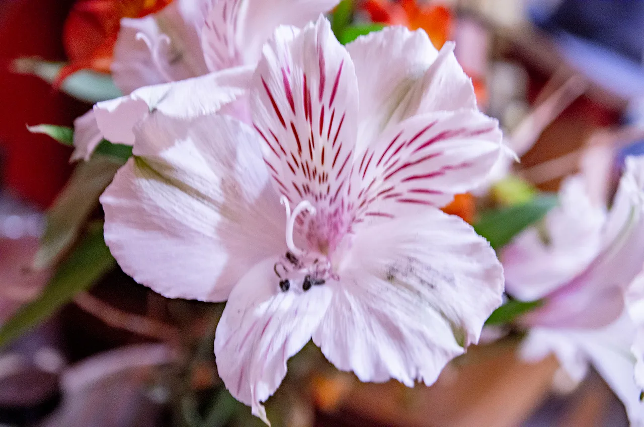 IMGP9054c.jpg