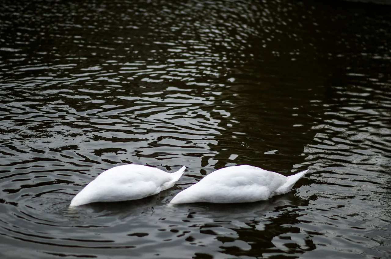 IMGP7203c.jpg