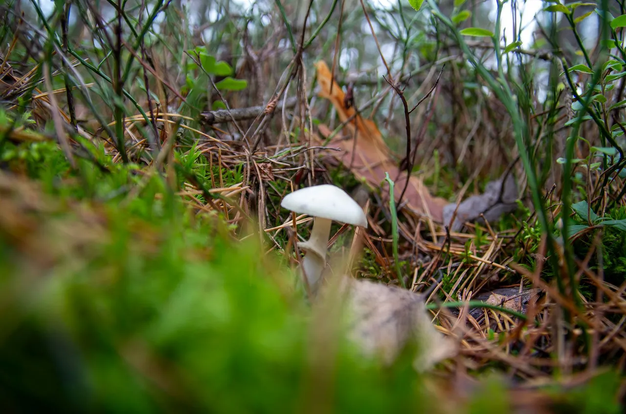 IMGP8345c.jpg
