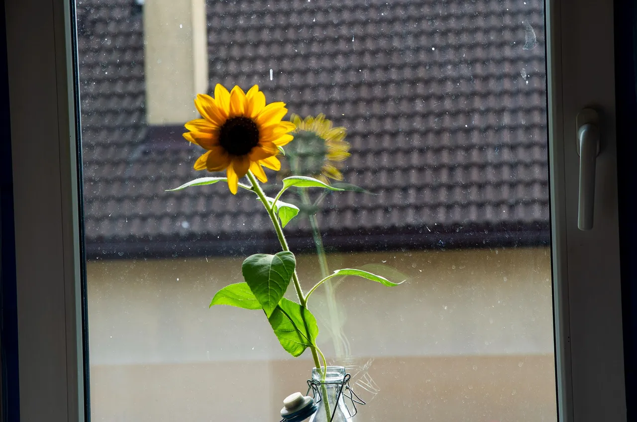 IMGP7505c.jpg