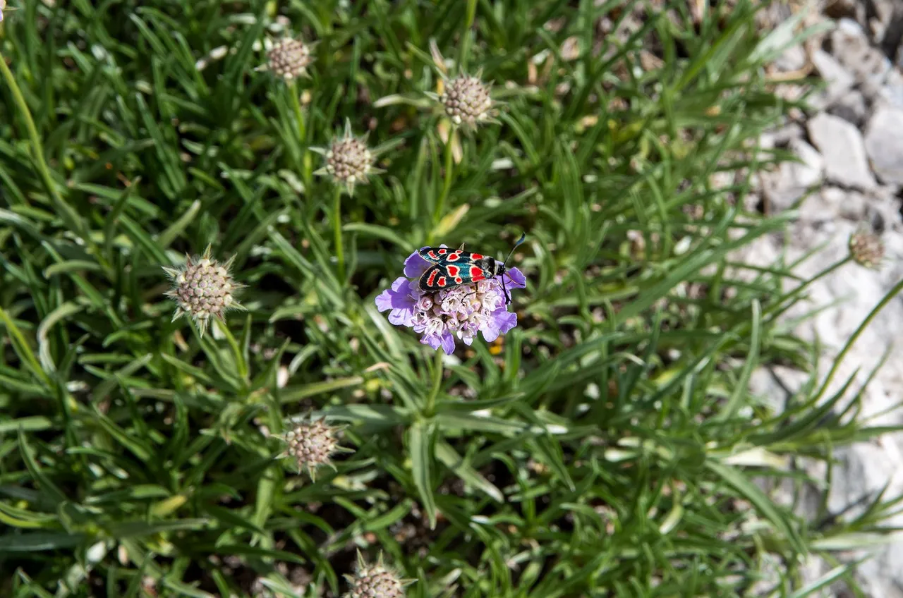 IMGP3256c.jpg