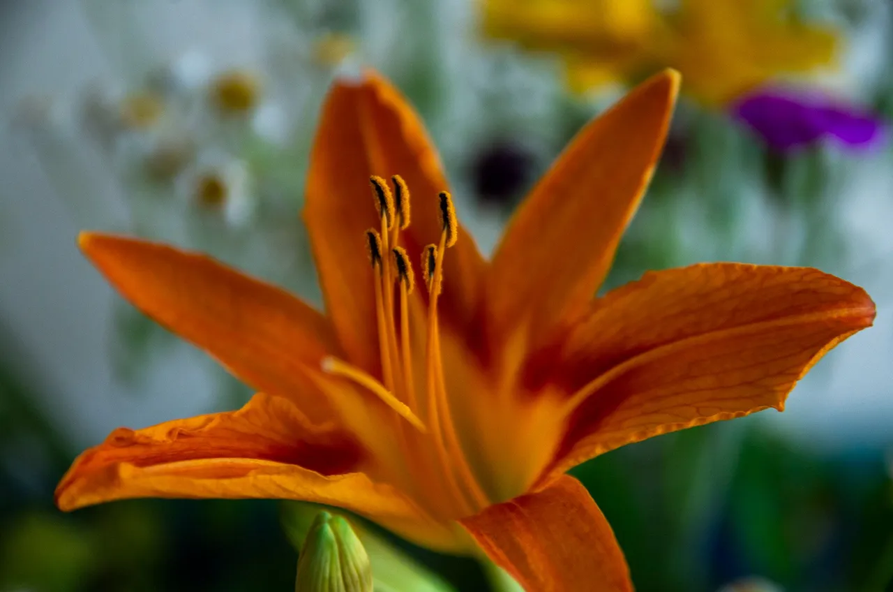 IMGP7189c.jpg