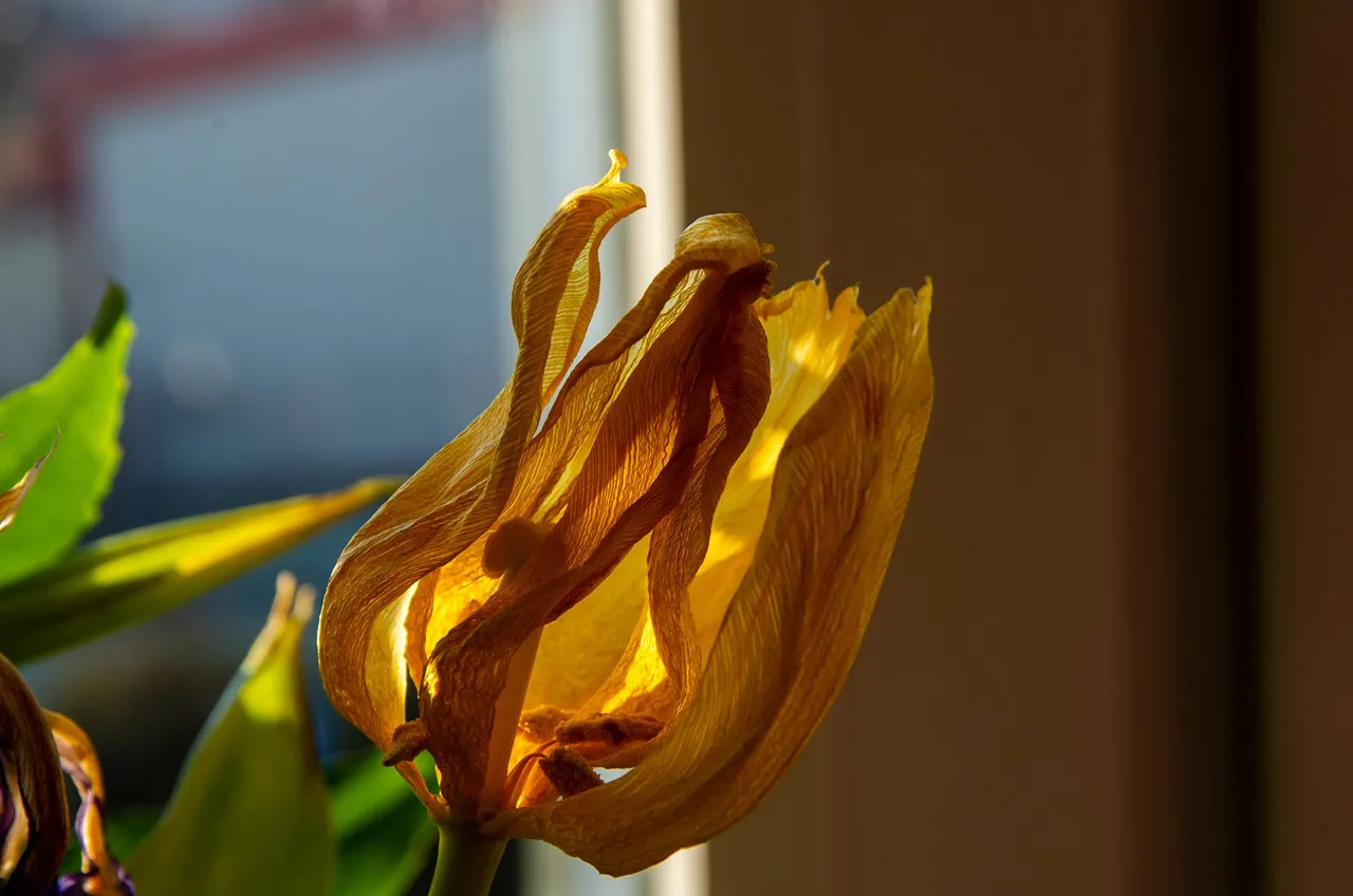 IMGP1439c.jpg