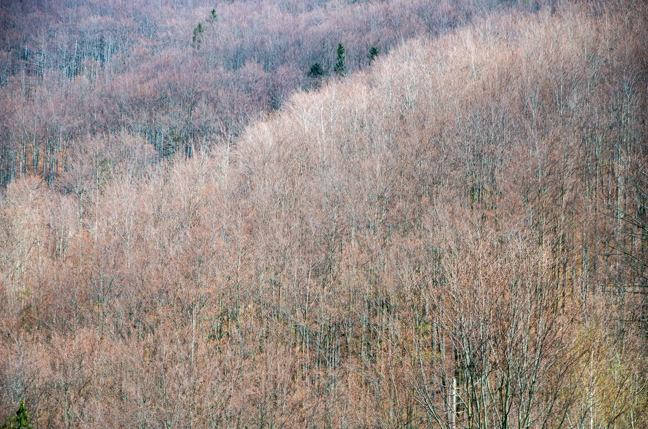 IMGP5740c.jpg