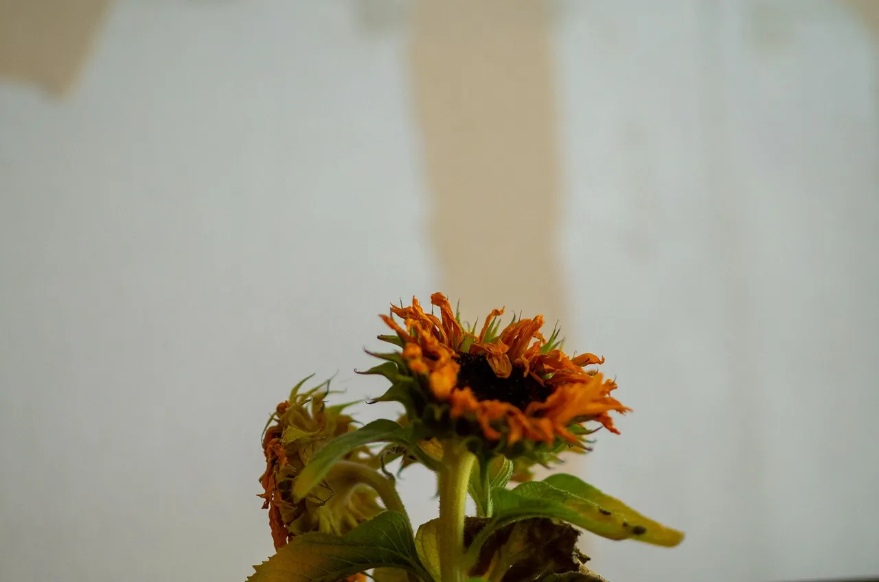 IMGP3575c.jpg