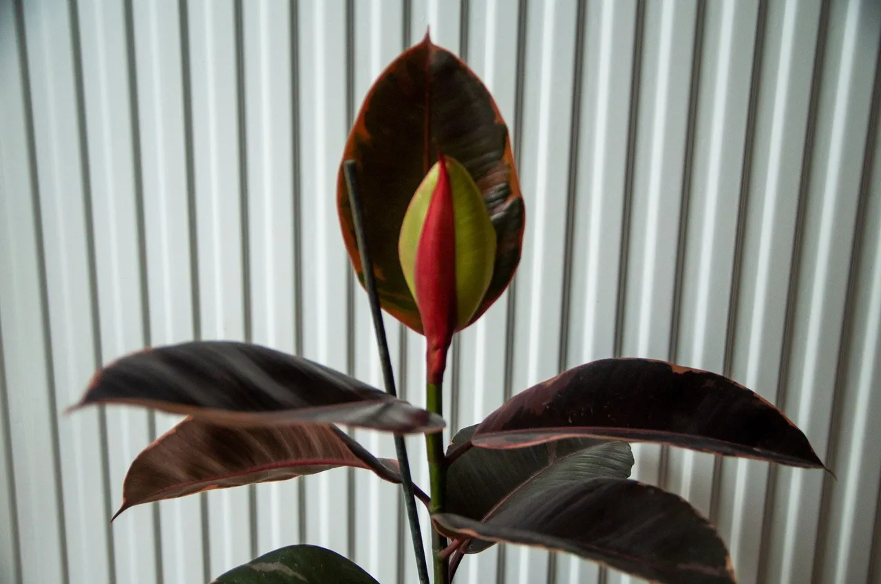 IMGP5122c.jpg