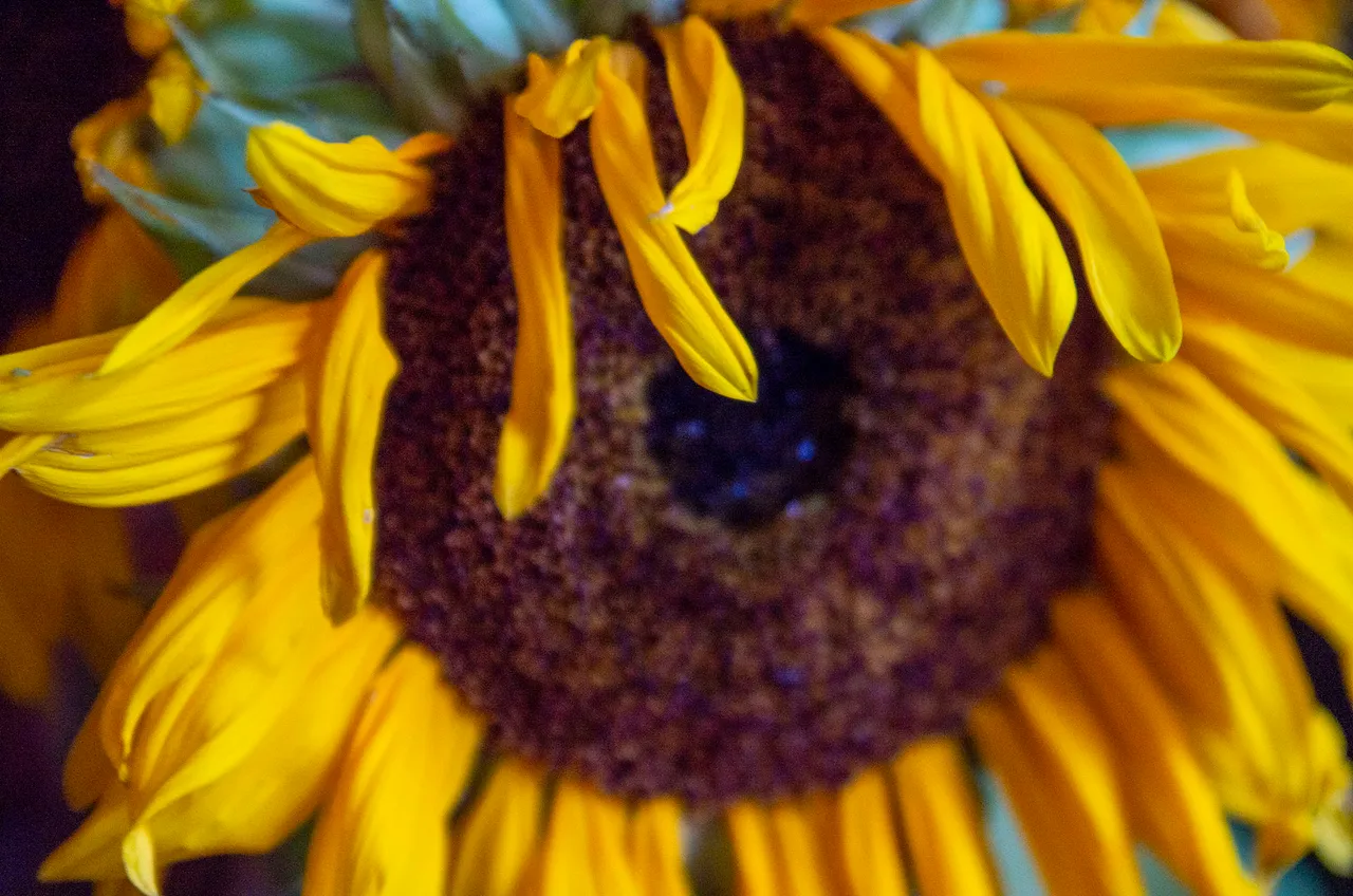 IMGP8978c.jpg