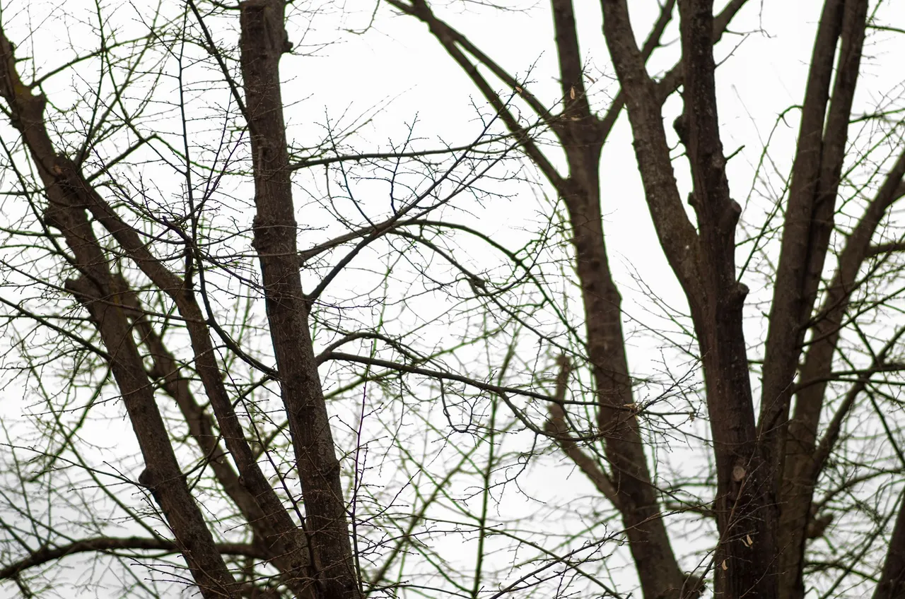 IMGP5482c.jpg
