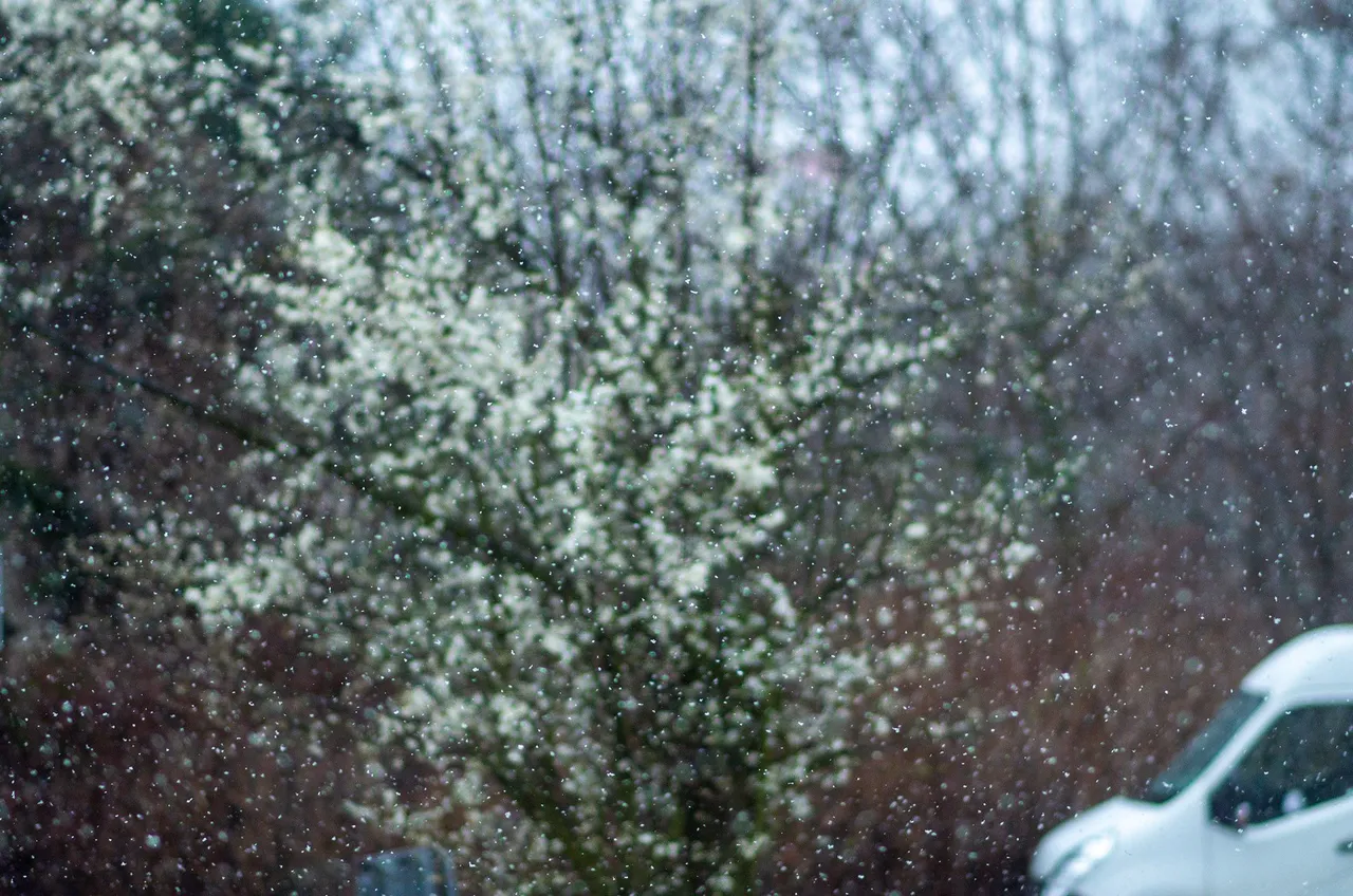 IMGP5522c.jpg