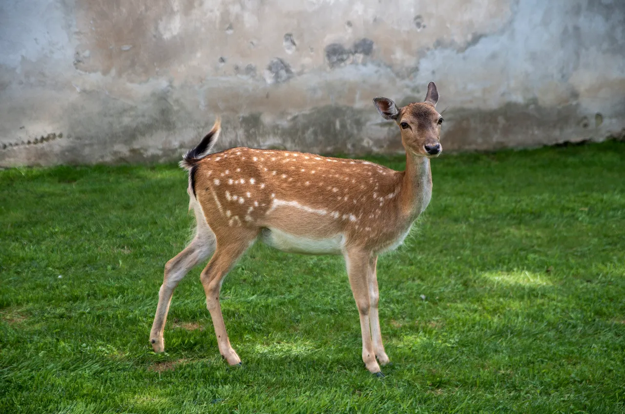 IMGP3726c.jpg