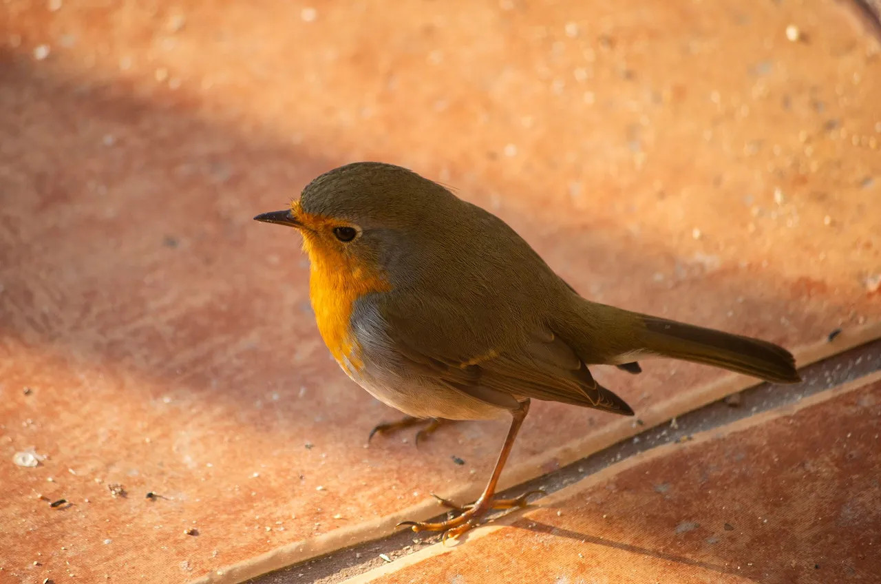 IMGP9275c.jpg