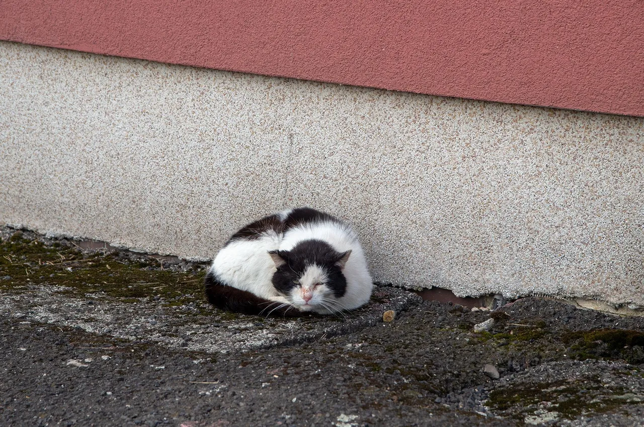 IMGP6161c.jpg