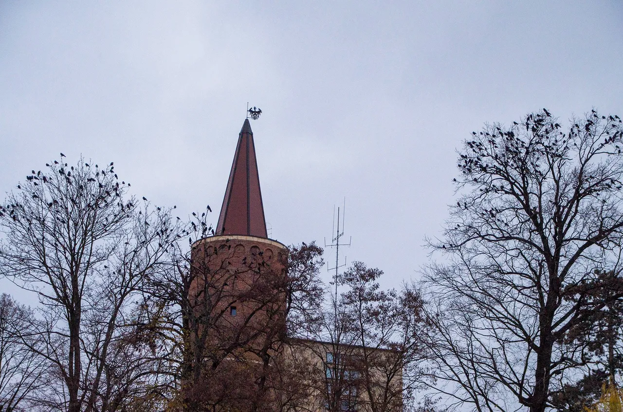 IMGP0418c.jpg