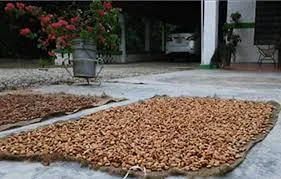 secado artesanal de cacao en grano. dowload.jpg