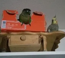 birds.jpg
