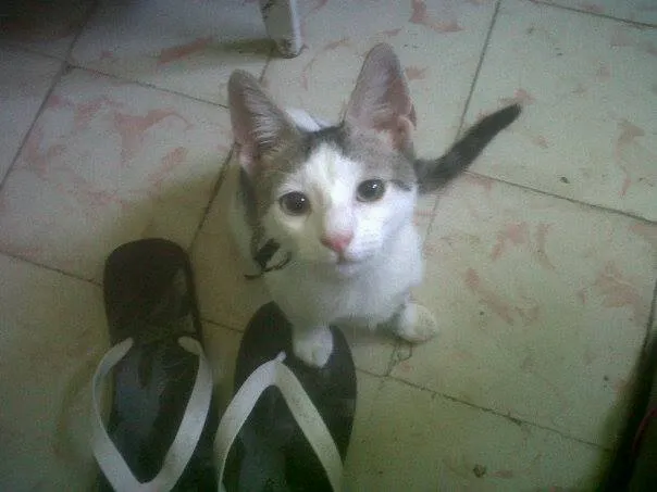 gatitoluna.jpg