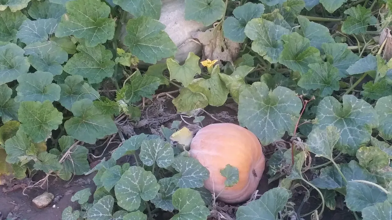 20201002_175735.jpg