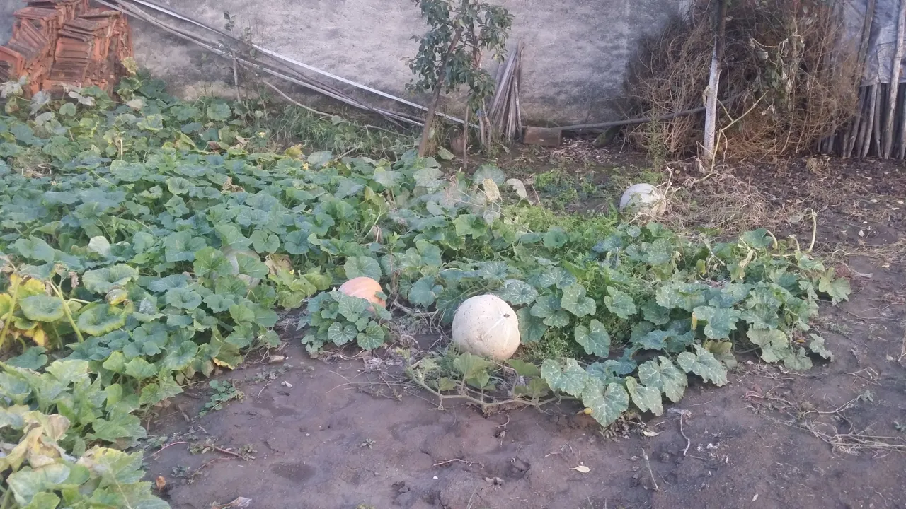 20201002_175716.jpg