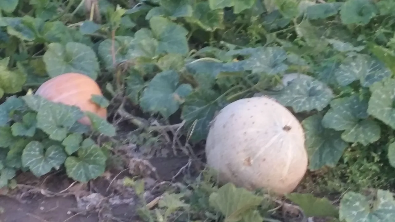 20201002_175719.jpg