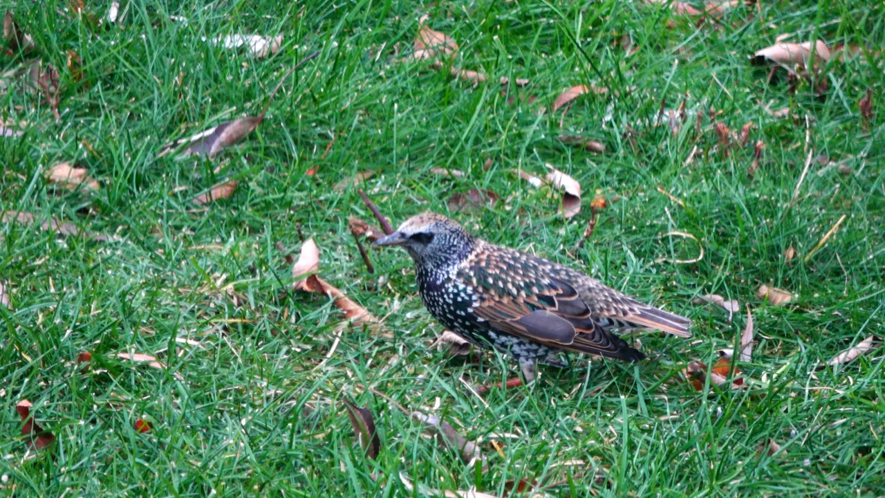 Starling4.JPG