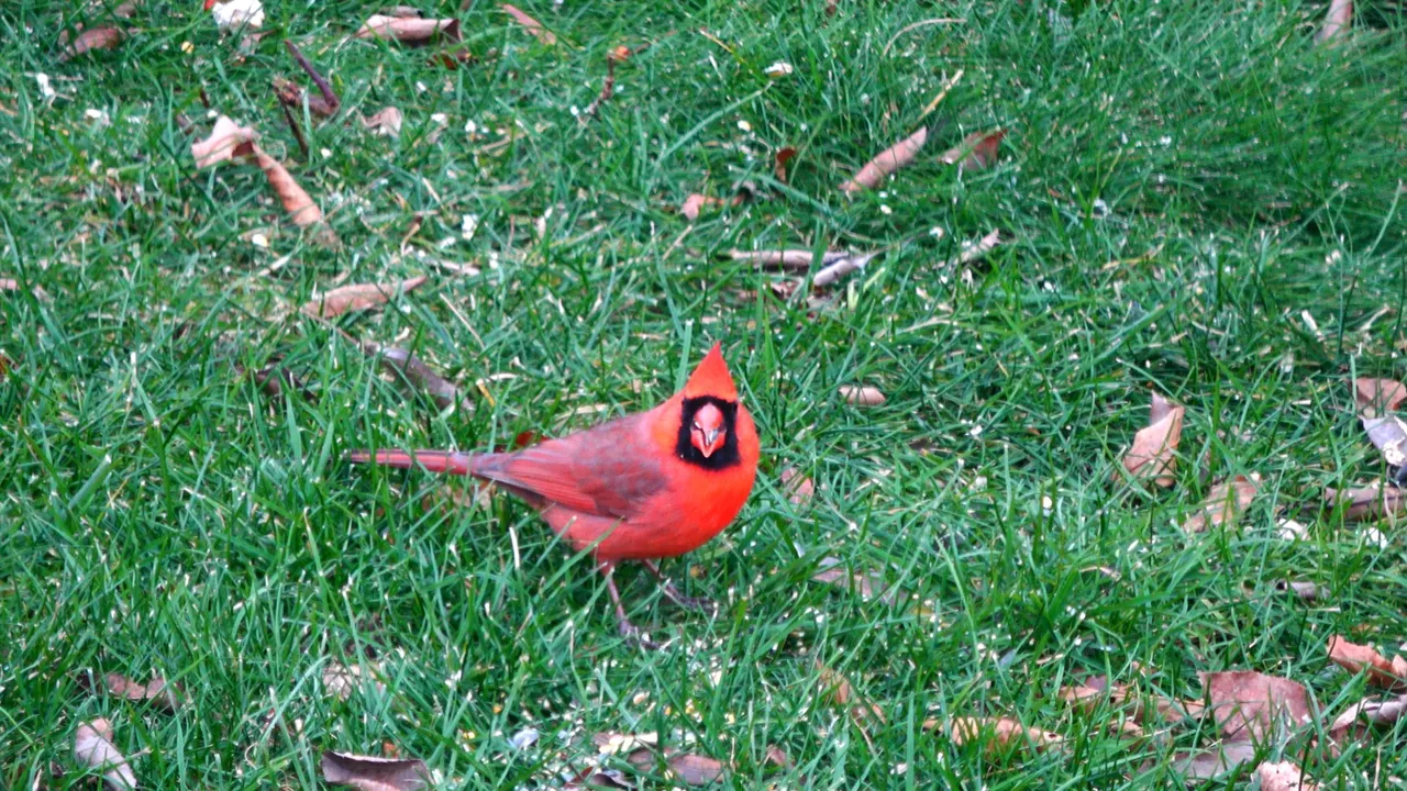 Cardinal2.JPG