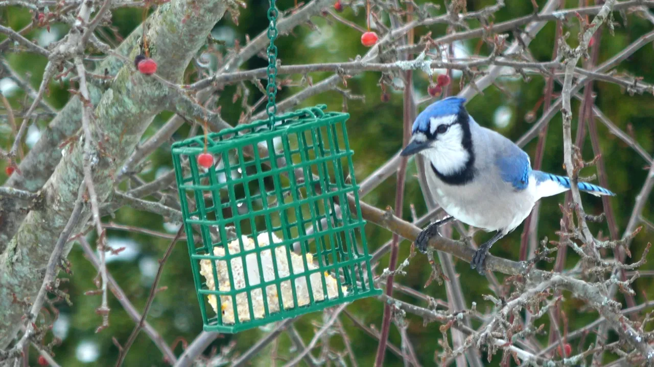 Bluejay1.JPG