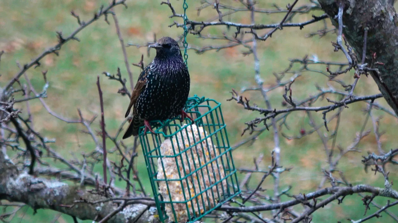 Starling2.JPG