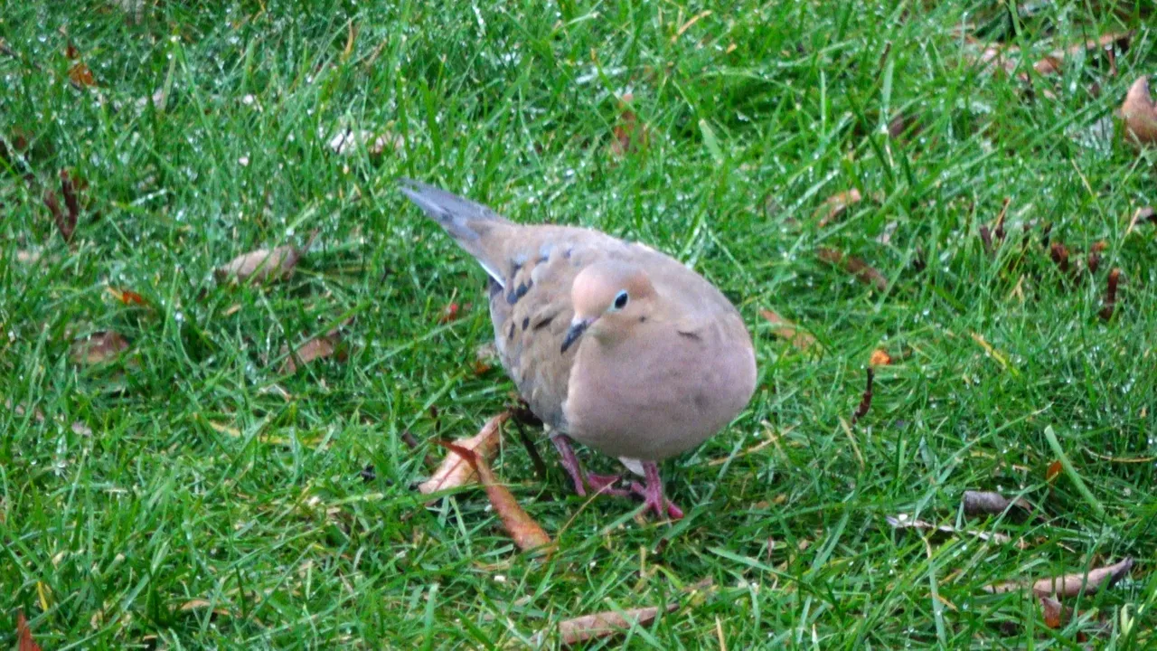 Dove2.JPG