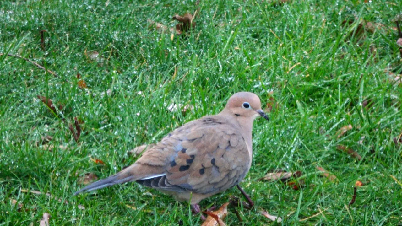 Dove1.JPG