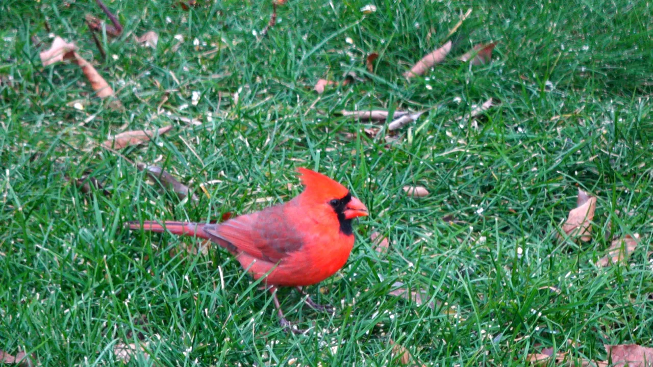 Cardinal1.JPG