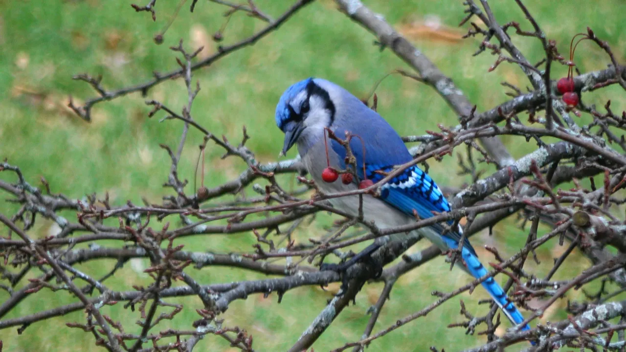 Bluejay5.JPG