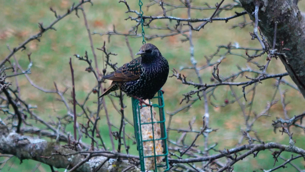 Starling3.JPG