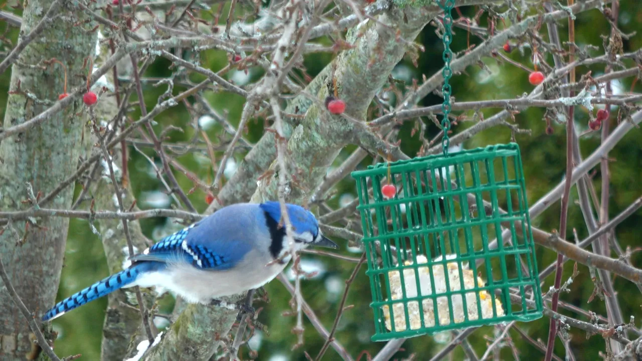 Bluejay2.JPG